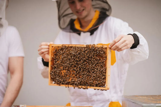 Co vlastně znamená rčení "Pilný jako včela"